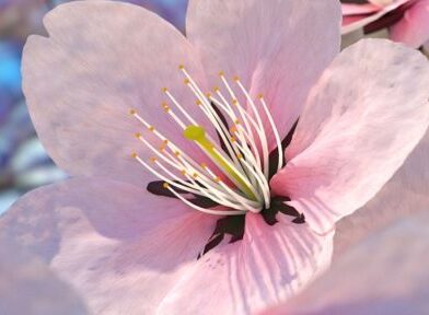 Sakura Asian Cuisine